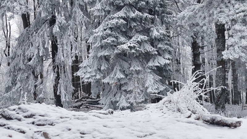 Nachhaltiges Weihnachtsbasteln
Winterlandschaft Schnee und Tannenbaum