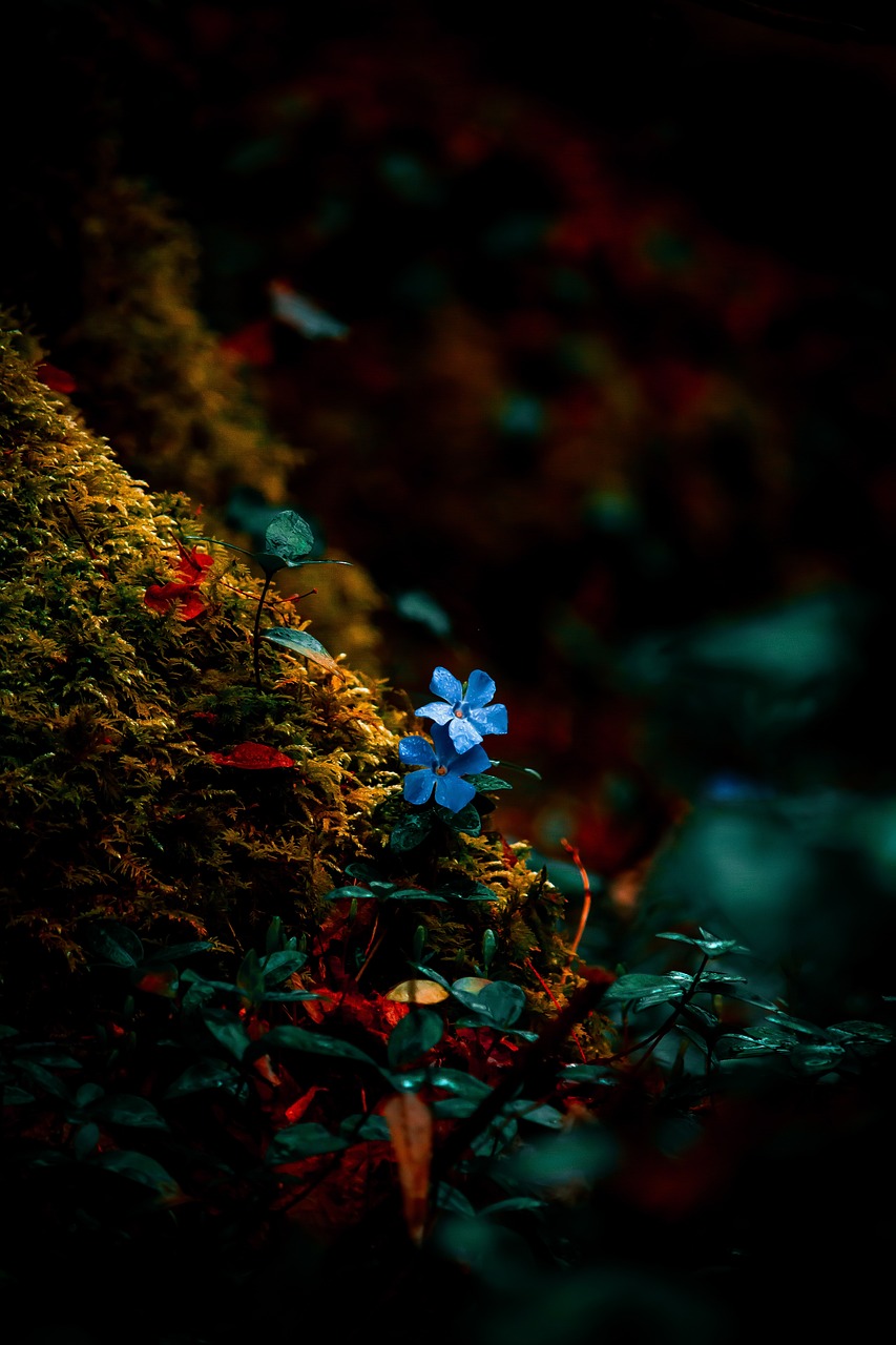 blaues Blümchen im Wald