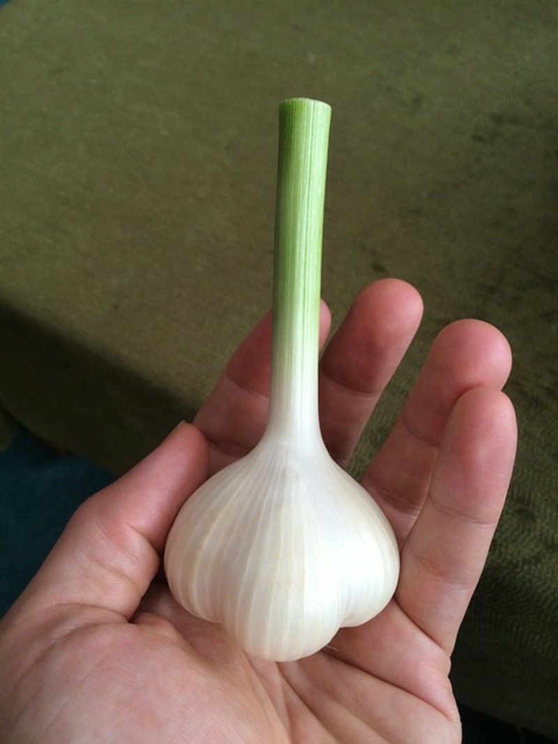 Knoblauch gesund einzelne Knolle